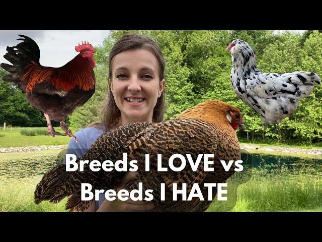 3 BEST & 3 WORST CHICKEN BREEDS | Opinions of a Breeder & Homesteader