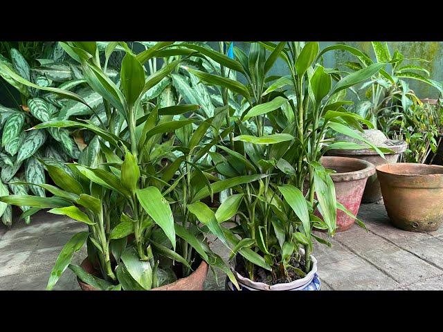 Grow Lucky Bamboo plant from cutting | Propagation of lucky bamboo