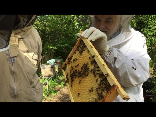 John Chapple carrying out a shook-swarm demo