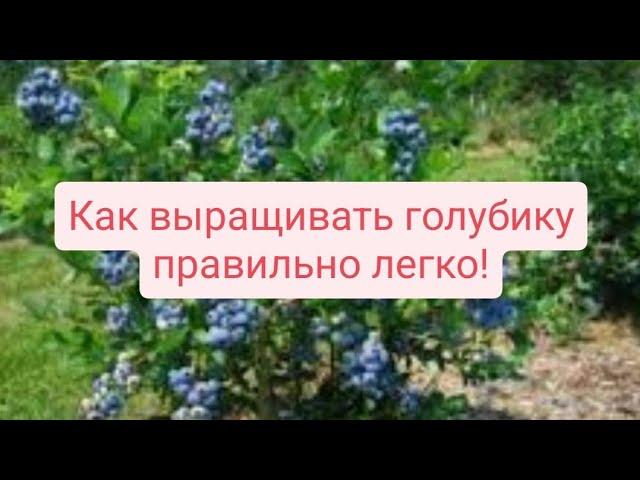 Вот как нужно выращивать голубику ПРАВИЛЬНО!