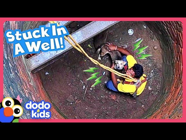 Dog Falls In Well And Needs A Whole Team Of Rescuers To Get Out | Dodo Kids | Rescued!