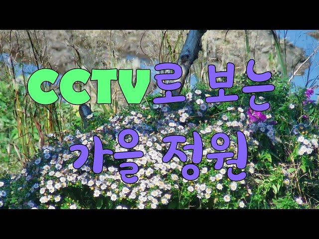 CCTV로 보는 가을 정원