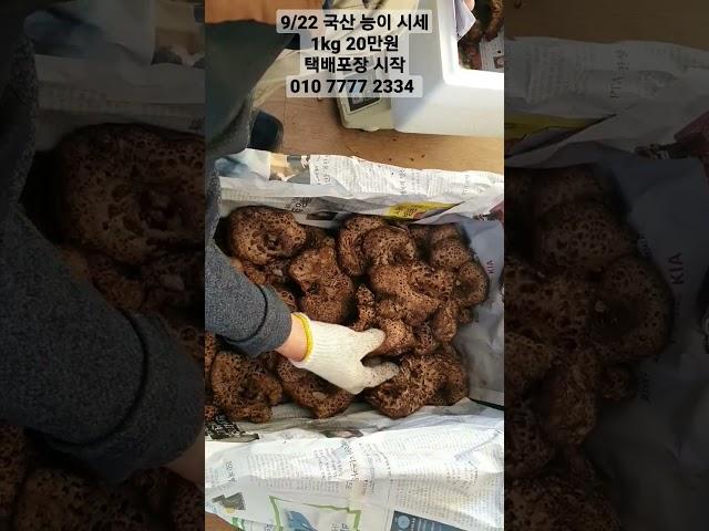 9/22 자연산 국내산 능이버섯 가격 및 아침부터 택배 포장 #생능이버섯#자연산능이버섯#국내산