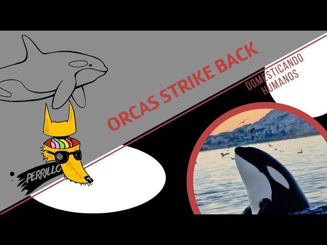Cultura Colmilluda: Orcas 2: Two Gladis 2 Furious. | Ep 101| CULTURA COLMILLUDA