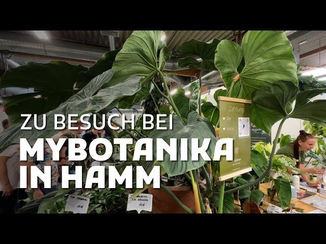 MYBOTANIKA IN HAMM: Mit Zarbex und einem 3.000 € Philodendron!