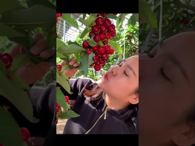 체리는 이렇게 먹어야 제맛?