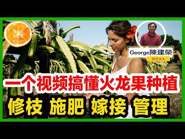 一个视频搞懂火龙果种植与管理 | 火龙果种植 | 火龙果施肥 | 盆栽火龙果 | 地栽火龙果 | 火龙果剪枝 | 火龙果嫁接 |火龙果搭架子 | 火龙果授粉 | 火龙果防地鼠 | 有机水果