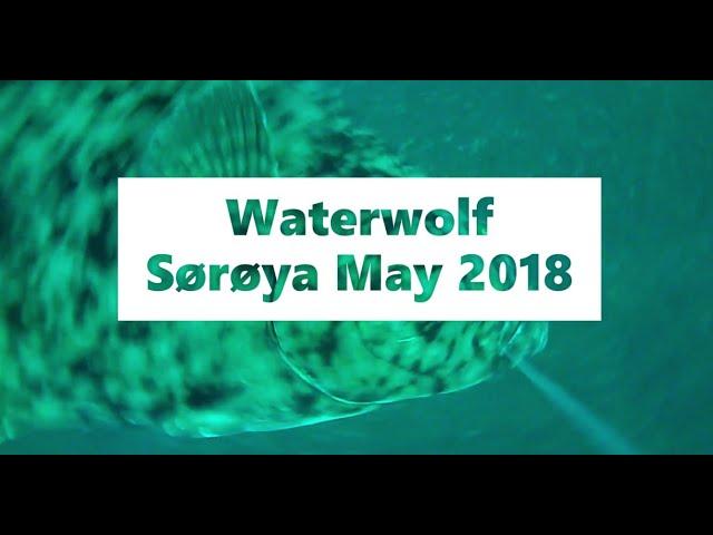 Fishing Norway - Waterwolf strikes and bites Söröya Sørøya 2018, big halibut