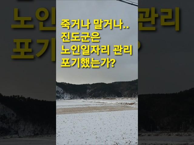 노인분들 안전무시 혹한기 노인일자리 강행 #진도군  #진도포커스