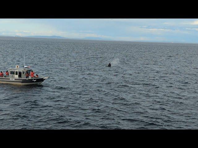 Victoria Canada Whales 8/18/24