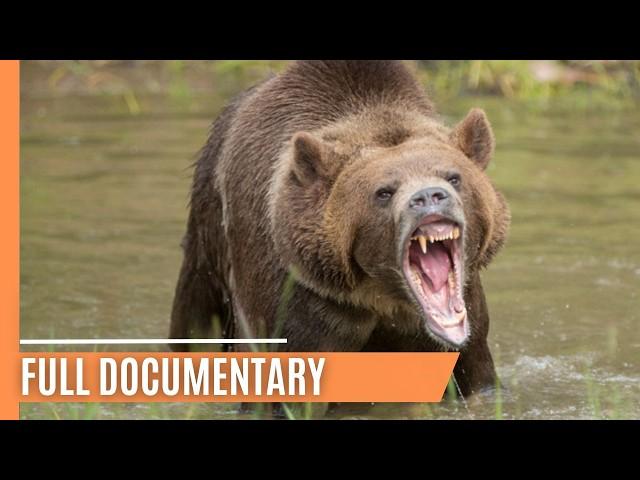 Inside the World of Bears | Full Documentary