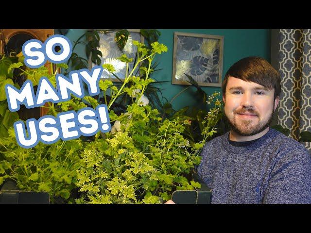 Scented Geraniums - Varieties, Plant Care Guide, Propagation and Uses!