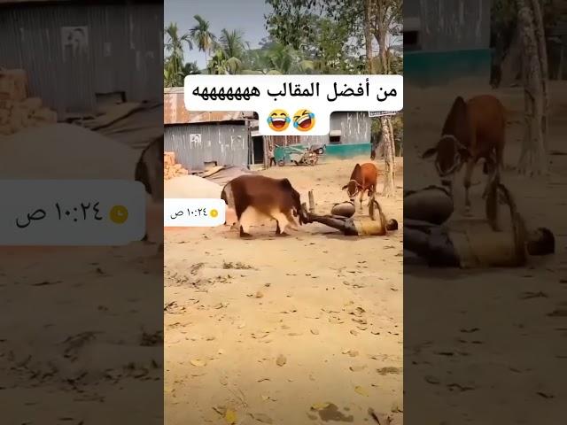 مضحك #ضحك #كوميديات #اكسبلور #هتضحك #shorts #كوميديا #كوميدي