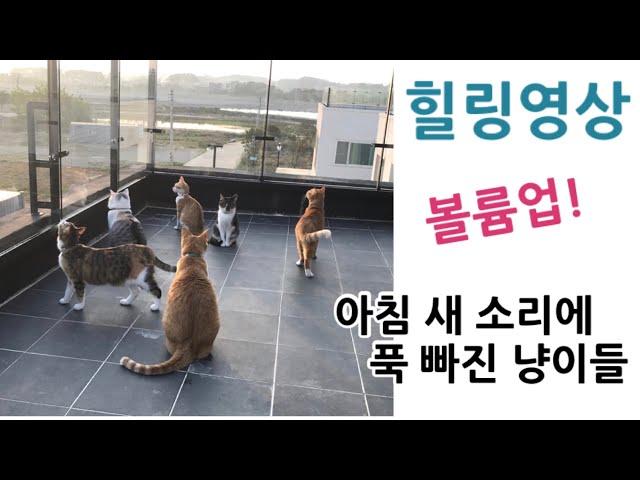 아침새와 고양이