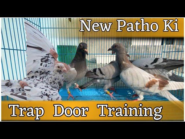 New Patho Ki Bhi Training Start | X Fighter Birds