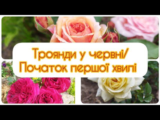 Троянди у червні/Початок першої хвилі квітування