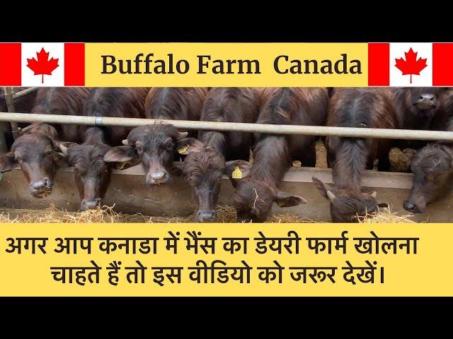 Buffalo Dairy Farm In Canada / Dairy Business / water Buffalo Farm