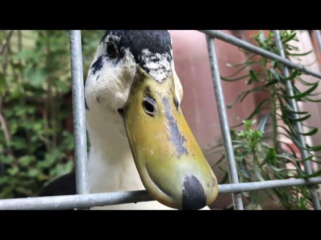 Cute neighborhood ducks saying "hello"