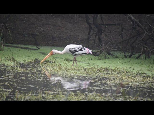 Birds at Sultanpur National Park(Ramsar Site) 2024