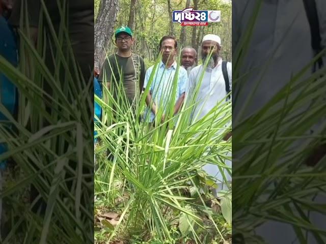 দিনাজপুরে মহাবিপন্ন খুদি বন খেঁজুর গাছের সন্ধান! Drishti 24
