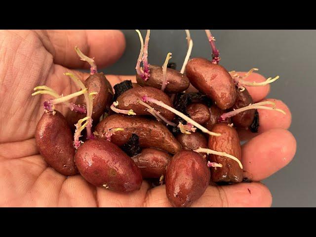 How To grow Almond Potato In  Banana peels(New Techniques)