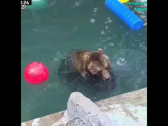 Мансур  Ballgame Bear Mansur moments.