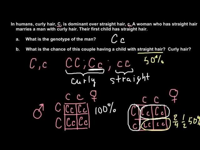 How to solve simple Mendelian genetics problems