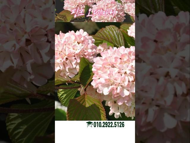핑크 오데마리 분홍설구화 분양합니다 #가드닝 #정원 #정원수 마당에 심으면 좋은 나무