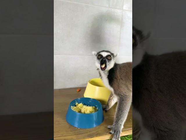 Боевая лемур Марго и поцелуй короля Джулиана 