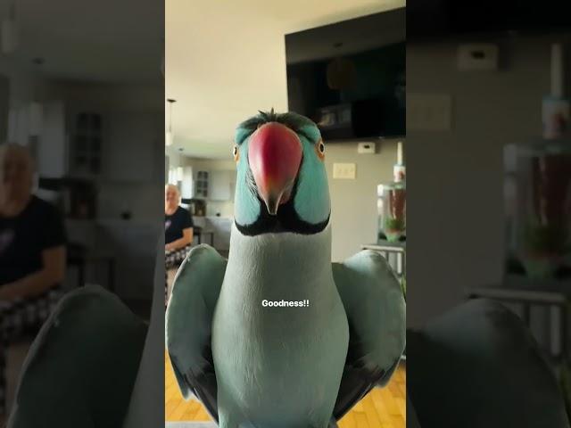 Post Bath Energy  #parrot #cute  #birds #talkingparrot #funny