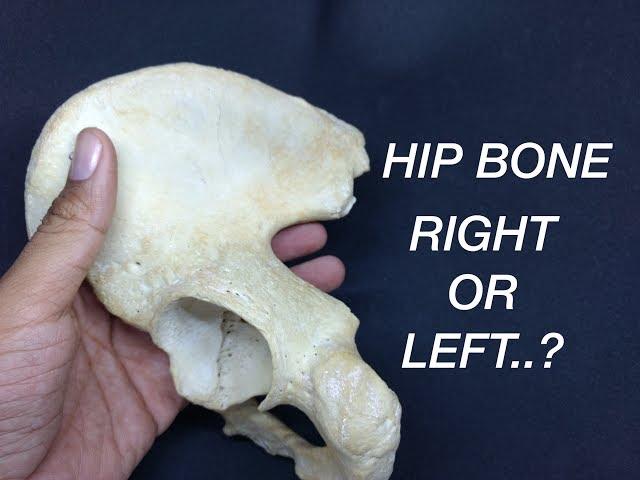 HIP BONE - SIDE DETERMINATION & ANATOMICAL POSITION