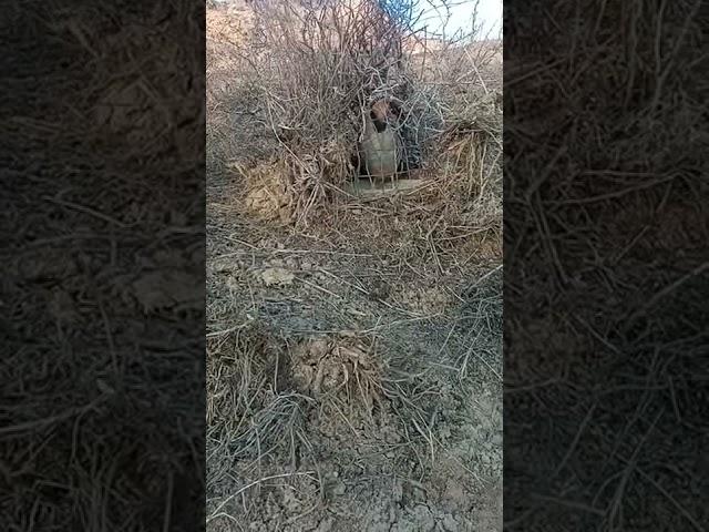 кавг гуша асиëвибод