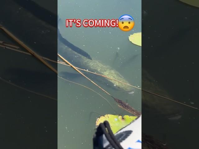 A massive fish #fishing #bigfish #bassfishing #seaknight