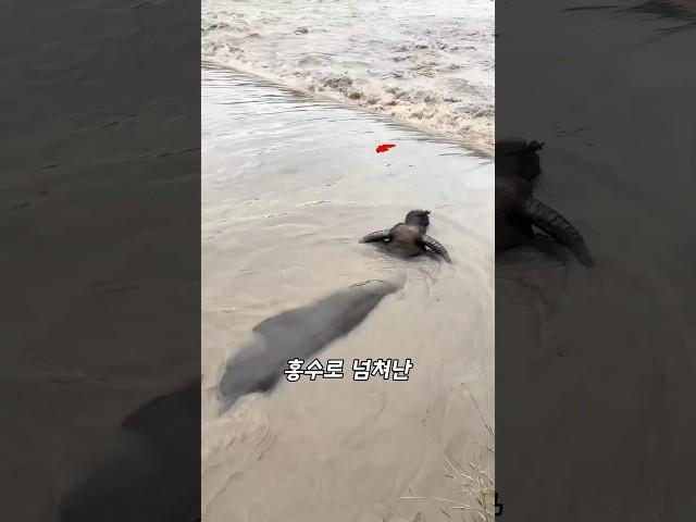 홍수속 구조현장