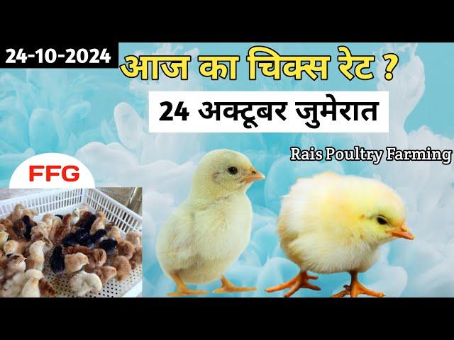 Today Broiler & Ffg Rate | 24/10/2024 | Aaj Ka Chicks Rate ? New Chiks Rate Update 24 Oct Thursday