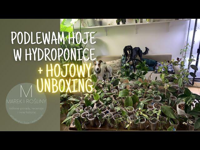 Podlewam hojowe przedszkole w hydroponice + hojowy unboxing