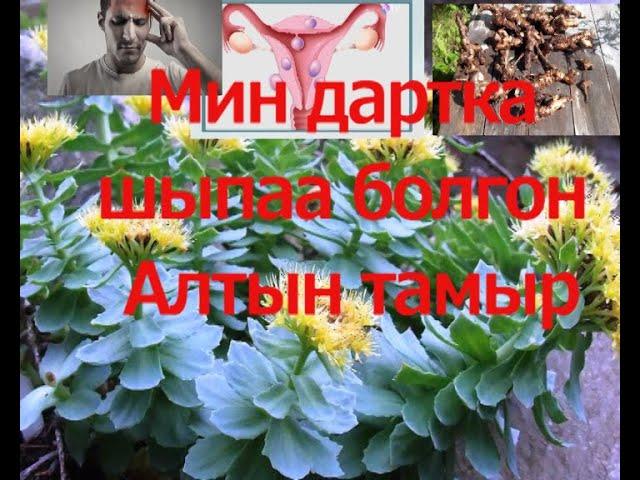 МИН ООРУГА ШЫПАА ДАРЫ ЧОП. АЛТЫН ТАМЫР. ТЫРМАКТАН ЧАЧТЫН УЧУНА ЧЕЙИНКИ БААРДЫК ООРУЛАРДАН ШЫПАА.