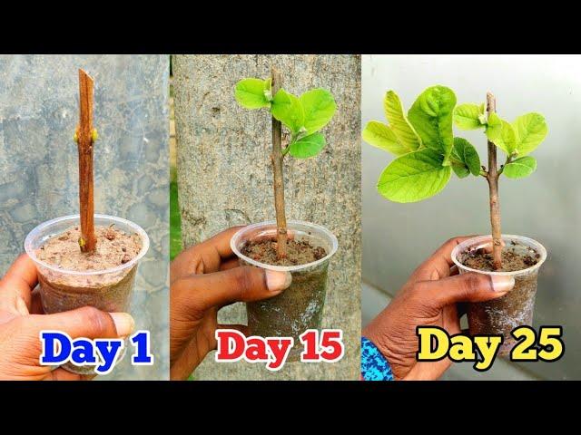 Growing Guava tree from cutting | Easy Way to Grow Guava plant From Cutting