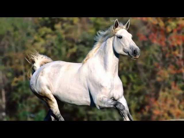 Wildfire - Lyrics - Michael Martin Murphey