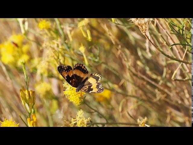 Butterfly Flying Away From A Flower free video clip from amazing videos