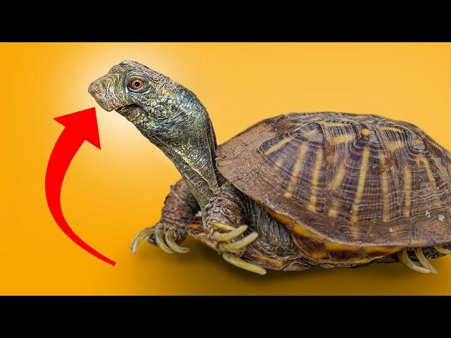 Garden State Tortoise Rescue: Duck-Billed Turtle Can Barely Open Its Mouth!