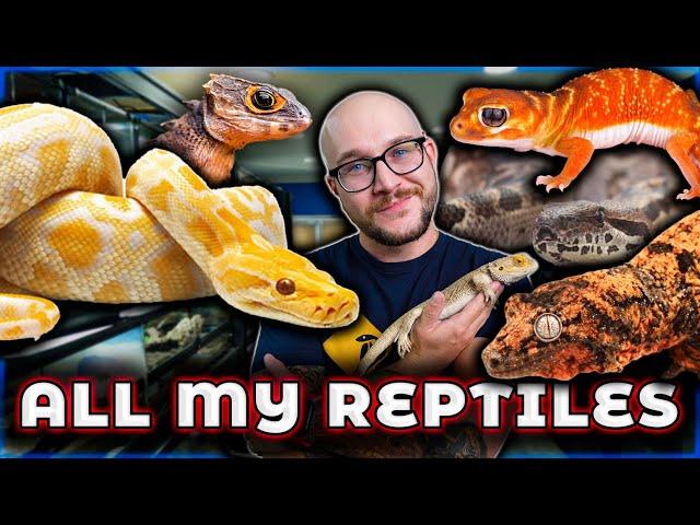 Reptile Room Tour 2024 | Over 100 Reptiles!