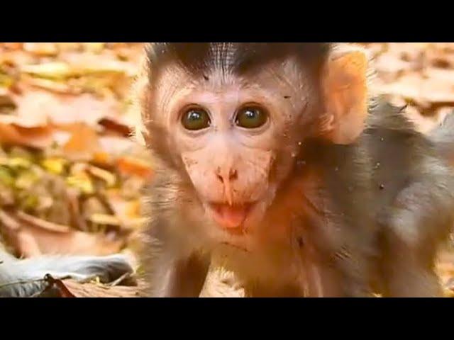 Baby monkeys being targeted by male monkeys / オス猿に狙われた赤ちゃん猿 monpai monyet