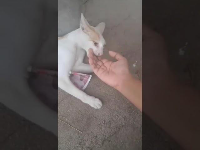 Angry cat biting"don't take my money" #viral#cat#funnycats