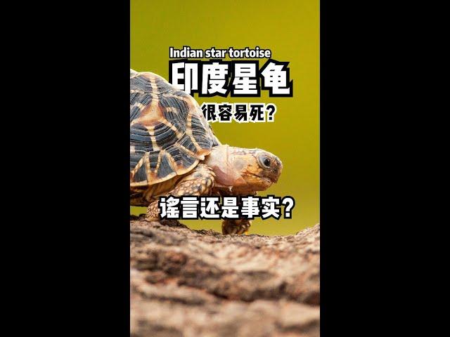 印度星龟 Indian Star Tortoise | 很容易死？谣言还是事实？