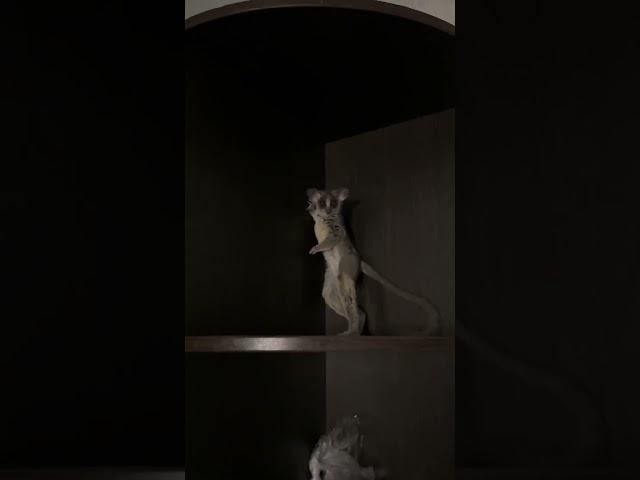 #bushbaby #милыеживотные #забавныеживотные #любимыеживотные #смешныеживотные #галаго #лемур