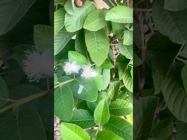 About Exotic Vietnami guvava variety in my farmhouse garden/ #terracegarden #shorts  #anjrural