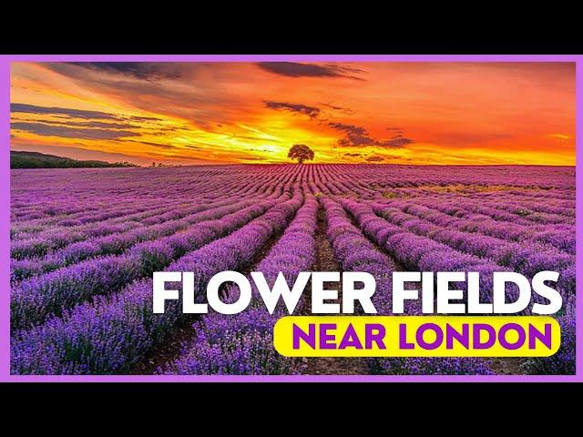 HOW TO VISIT MAYFIELD LAVENDER  |  LONDON |  ENGLAND | 4K