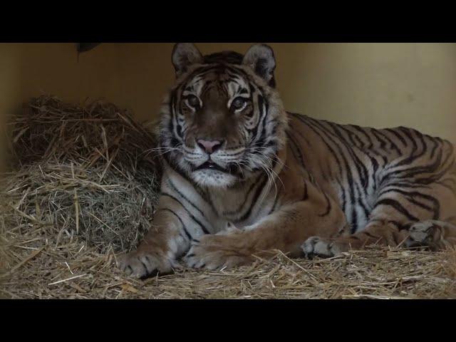 IFAW helps lions and tigers escape Ukraine to safety in Polish zoo