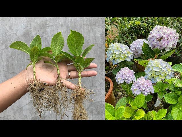 Hydrangea cuttings take root super fast with this method